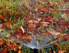 Fall Watering Rules for Newly Planted Trees and Shrubs