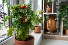 How to Store Green Tomatoes So They Ripen Indoors