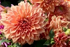 How to Lift and Store Dahlia Tubers Before Freezing Weather