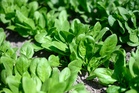Why Spinach Gets Sweeter as Temperatures Drop