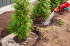 Why Evergreens Need Deep Watering Before Winter
