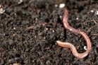 These Invasive Worms Are Turning Garden Soil Into Something That Looks Like Coffee Grounds