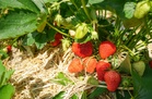 The Best Mulch for Strawberry Beds Before Winter