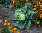7 Vegetables That Still Grow Well in October