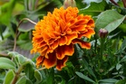 How to Save Marigold Seeds for Next Year