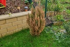 How to Plant Shrubs Before the Ground Freezes