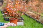 The Best Shrubs to Add for Fall Root Establishment