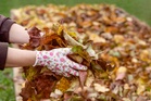Stop Paying to Haul Away Your Leaves — Your Garden May Need Them