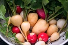 The Best Radish Varieties for Short Cool-Weather Growing
