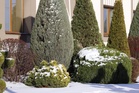 How to Prevent Salt Damage Near Driveway Plantings