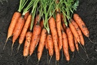 How to Grow Carrots Before the Ground Gets Too Cold
