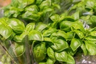 How to Harvest Basil Before Cold Nights Ruin the Leaves