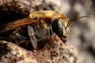 The Best Stems to Leave Standing for Native Bees