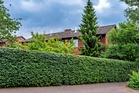 Before You Plant a Privacy Hedge, Check These 5 Things That Could Cost You