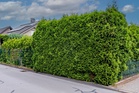 The Privacy Hedge Mistake That Can Turn Into a Property Line Dispute