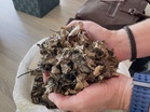 Why Shredded Leaves Break Down Faster Than Whole Leaves