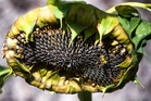 Why Leaving Seed Heads Helps Birds Through Winter