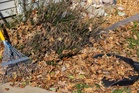 Why Raking Leaves Off the Lawn Still Matters