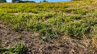 How to Overseed Thin Grass Before Winter Dormancy