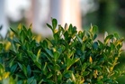 How to Protect Boxwoods From Winter Burn