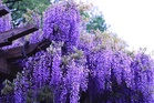 7 Beautiful Plants That Can Become a Nightmare Once They Spread
