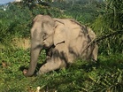 Gajah dirempuh Perodua Ativa dipantau Perhilitan