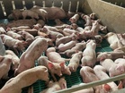PPIM bantah cadangan import babi hidup di Pelabuhan Klang
