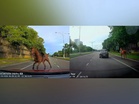 [VIDEO] Macam mana kuda ada di jalan raya?