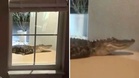 Aligator rupanya ‘ketuk’ pintu rumah