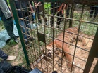 Harimau belang masuk perangkap selepas lima hari dipasang