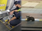 Ramai berpakat ‘crowdfund’ untuk kucing tersepit