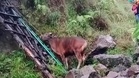 Pendaki bawa lembu panjat Gunung Rinjani