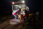 13 lokasi lembu rayau dikenal pasti di Pasir Puteh