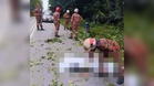 Warga emas maut, pelajar cedera langgar pokok tumbang