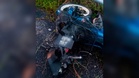 Pemuda maut langgar lembu melintas