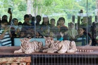 Tiga anak harimau Bengal putih tarikan baharu Zoo Kemaman