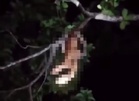Wanita hilang sampai malam ditemukan bergayut atas pokok