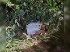 Mayat warga emas dijumpai di kawasan sawah padi