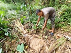 Hasil kebun habis dibaham ‘abang besar’