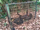 Beruang ganas ‘curi’ durian tewas