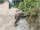 Bangkai anak gajah liar ditemukan di tepi jalan