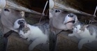Kucing ‘dibelai manja’ oleh lembu