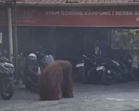 Orang utan singgah warung ayam goreng