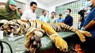 Yong Choh sihat, bakal dilepaskan ke habitat asal