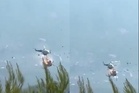 Helikopter padam kebakaran hutan bertembung, dua maut