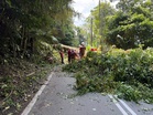 Pokok di tepi jalan tanggungjawab PBT, bukan JKR – Ahmad Maslan