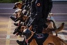 Aksi anjing K9 lengkap berkasut, berkaca mata curi tumpuan