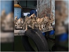 [VIDEO] Lebih 15 kucing terbiar di rumah rakit Pulau Ketam