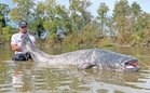 Menjejak ‘wels catfish’ di tanah Joan d’Arc