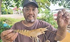 Buru udang galah, gelama di Kampung Pulau Pisang